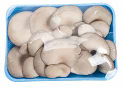 مرحلة التغليف للفطر